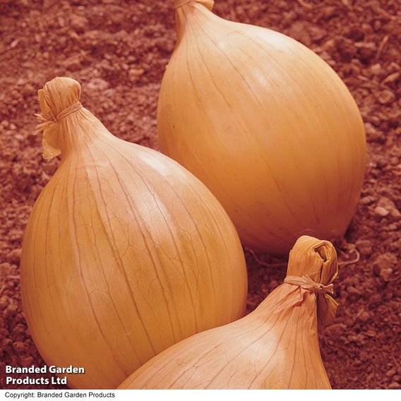 Onion 'Ailsa Craig' - Seeds