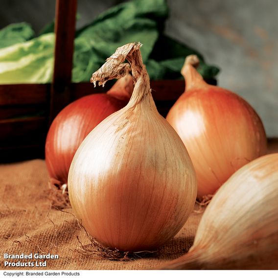 Onion 'Ailsa Craig' - Seeds