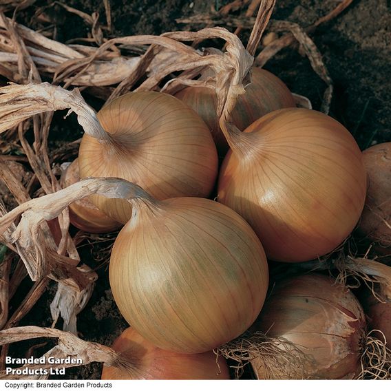Onion 'Bedfordshire Champion' - Seeds