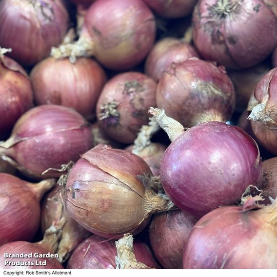 Onion 'Blush' F1 - Seeds