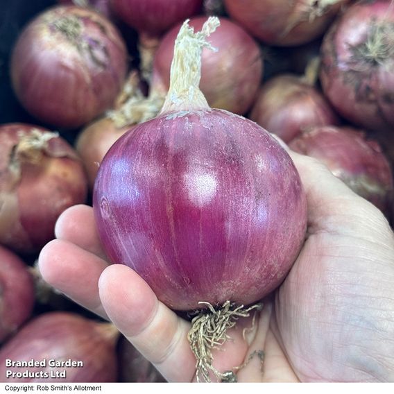 Onion 'Blush' F1 - Seeds