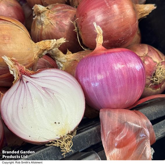Onion 'Blush' F1 - Seeds