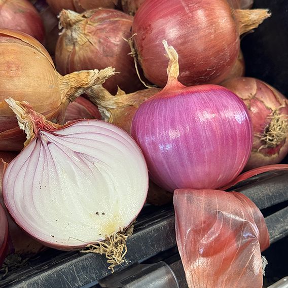 Onion 'Blush' F1 - Seeds