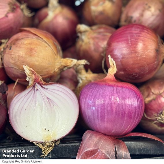 Onion 'Blush' F1 - Seeds