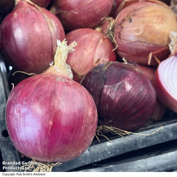 Onion 'Blush' F1 - Seeds