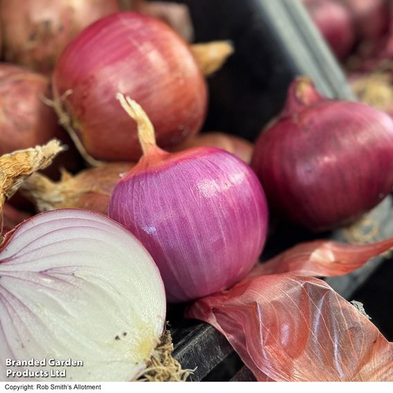 Onion 'Blush' F1 - Seeds