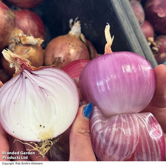 Onion 'Blush' F1 - Seeds