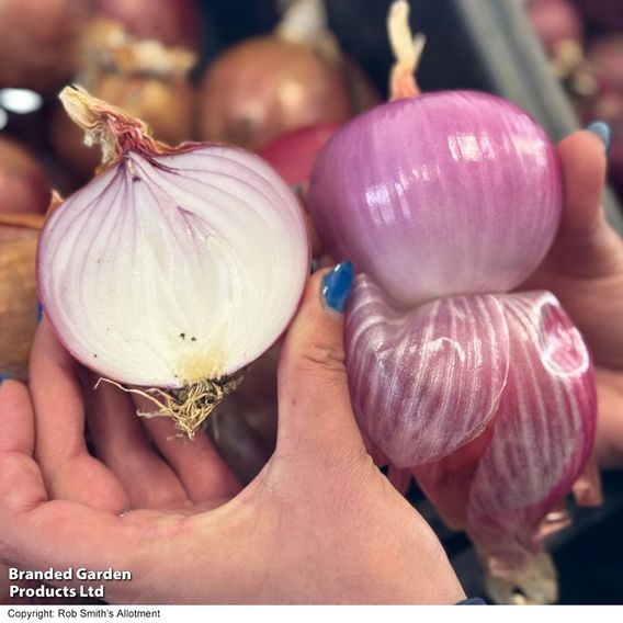 Onion 'Blush' F1 - Seeds