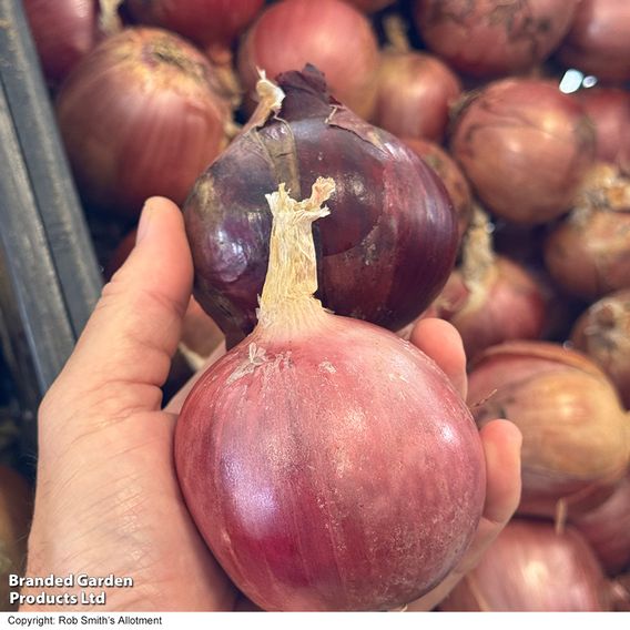Onion 'Blush' F1 - Seeds