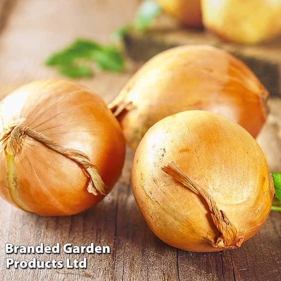 Onion Spring Planting Duo