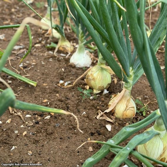 Onion 'Colossus' - Seeds