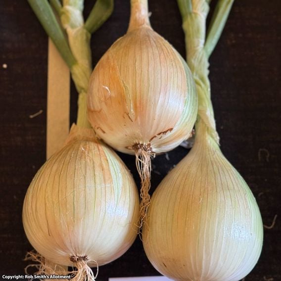 Onion 'Colossus' - Seeds