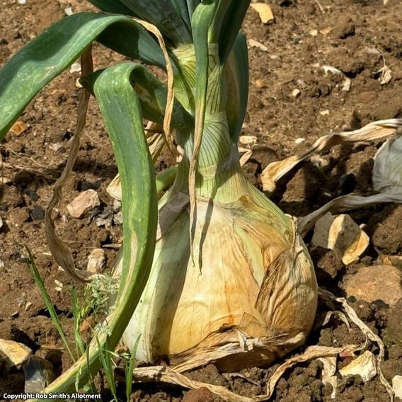 Onion 'Colossus' - Seeds