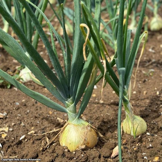 Onion 'Colossus' - Seeds