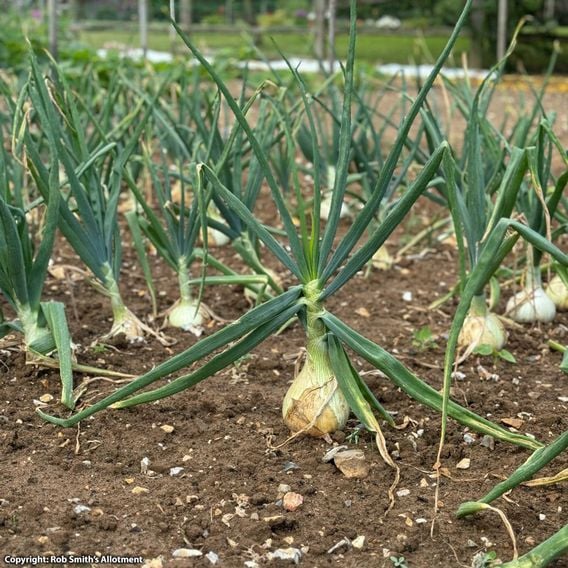 Onion 'Colossus' - Seeds