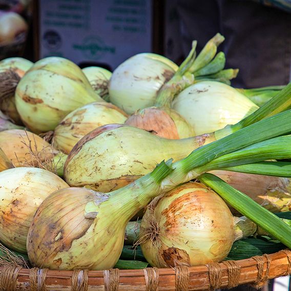 Onion 'Exhibition' - Seeds