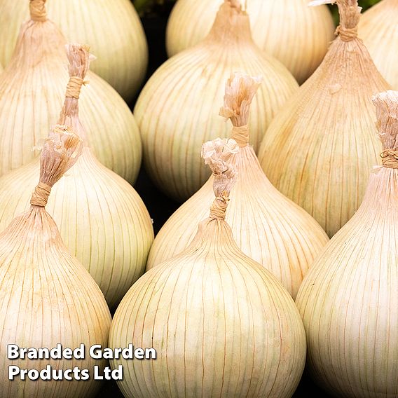 Onion Galacticus - Seeds