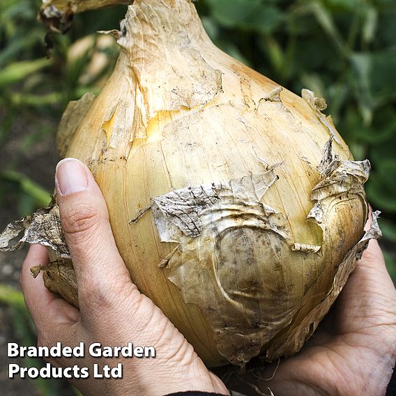 Onion Galacticus - Seeds