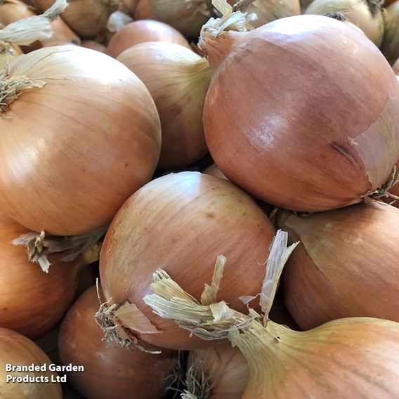 Onion 'Prospero' F1 - Seeds