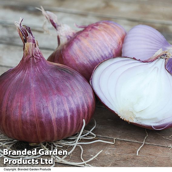 Onion 'Red Baron' (Spring Planting)