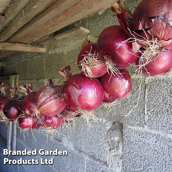 Onion 'Redrover' F1 - Seeds