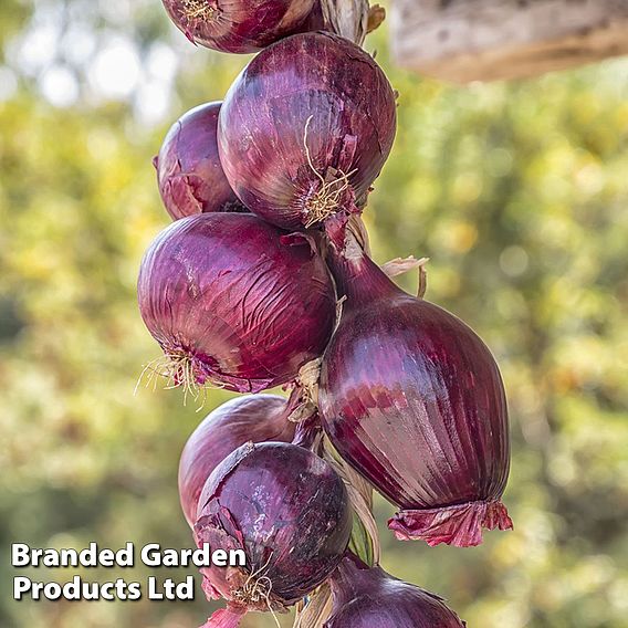 Onion 'Redrover' F1 - Seeds