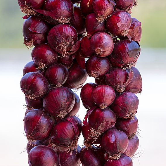 Onion 'Redrover' F1 - Seeds