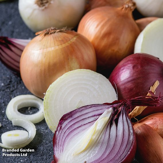 Onion Mixed Red, White & Brown (Autumn Planting)