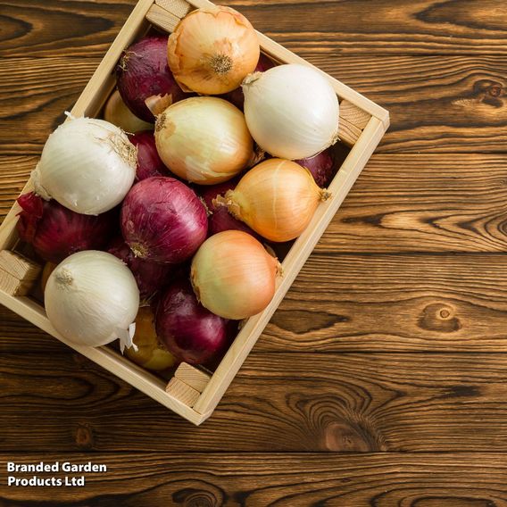 Onion Mixed Red, White & Brown (Autumn Planting)