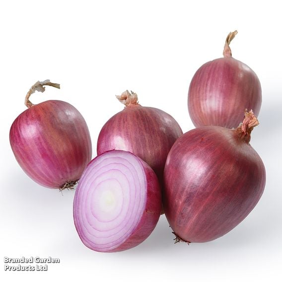 Onion 'Rosanna' (Spring)
