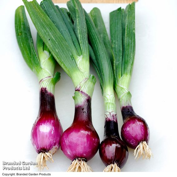 Onion (spring) 'Lilia' - Seeds