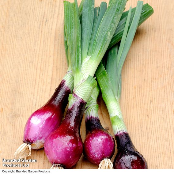 Onion (spring) 'Lilia' - Seeds