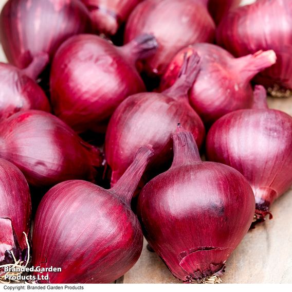 Onion (spring) 'Lilia' - Seeds