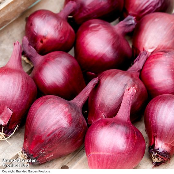 Onion (spring) 'Lilia' - Seeds