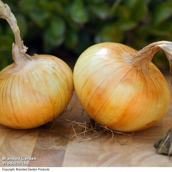 Onion 'Senshyu Semi-Globe Yellow' - Seeds