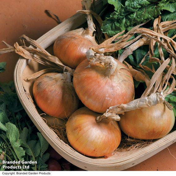 Onion 'Senshyu Semi-Globe Yellow' - Seeds