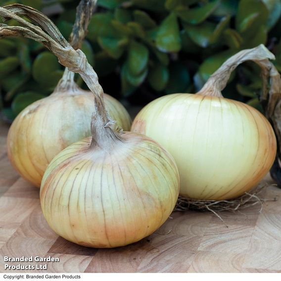 Onion 'Senshyu Semi-Globe Yellow' - Seeds