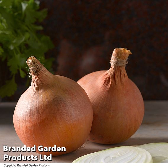 Onion Spring Planting Duo