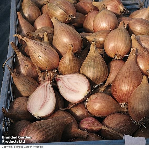 Nurseryman's Choice Shallots (Autumn)