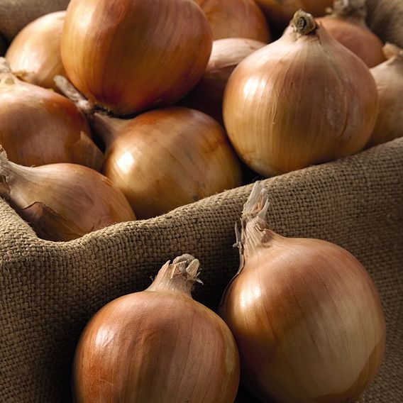 Onion (Autumn) Shakespeare