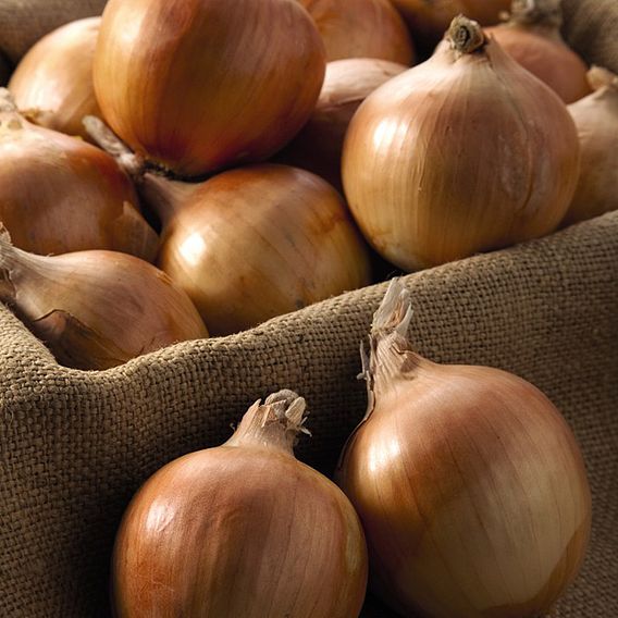 Onion 'Shakespeare' (Autumn Planting)