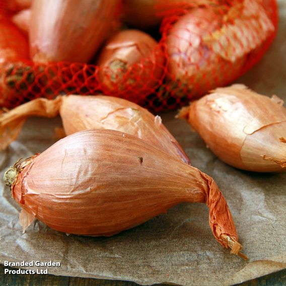 Nurseryman's Choice Shallots (Autumn)