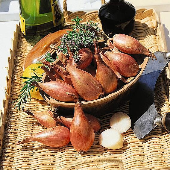 Shallot (Autumn) Longor Organic