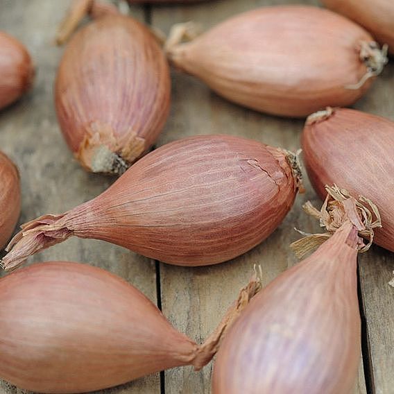 Shallot (Autumn) Longor Organic
