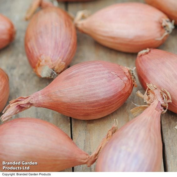Nurseryman's Choice Shallots (Autumn)