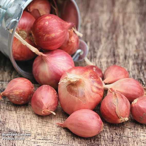 Shallot 'Red Sun' (Spring planting)