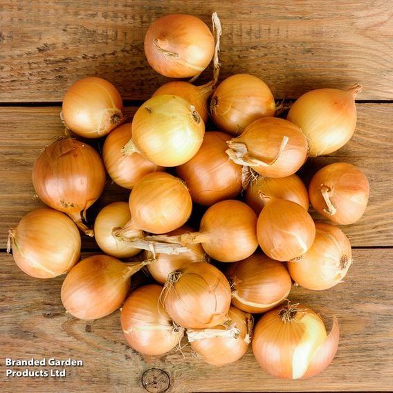 Shallot 'Yellow Moon' (Spring Planting)