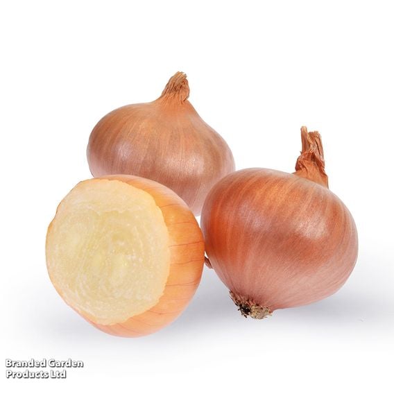 Shallot 'Yellow Moon' (Spring Planting)