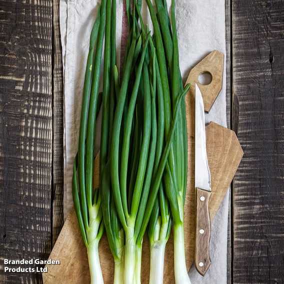 Onion Salad 'Ishikura Bunching' - Organic Seeds