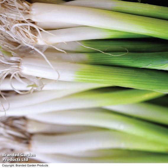 Onion Salad 'Ishikura Bunching' - Organic Seeds